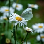 Pollinator-friendly Backyard Habitats