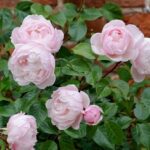 Popular Fragrant Floral Choices