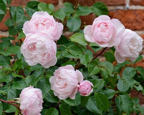 Popular Fragrant Floral Choices