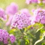 Popular Outdoor Fragrant Flower Types