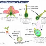 Proper Fertilization For Blooming Cycles