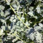Pungently Scented Flowering Plants