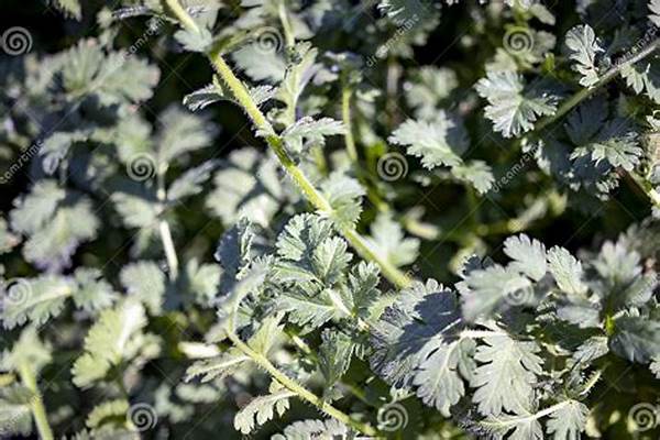Pungently Scented Flowering Plants