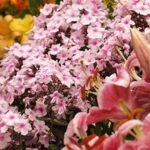 Reducing Waste In Flower Displays
