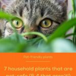 Safe Greenery For Pet Households
