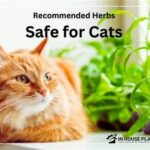 Safe Herbs For Pet Cats