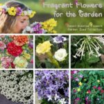 Scented Garden Flowers Selection