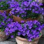 Seasonal Flowers For Continuous Blooming