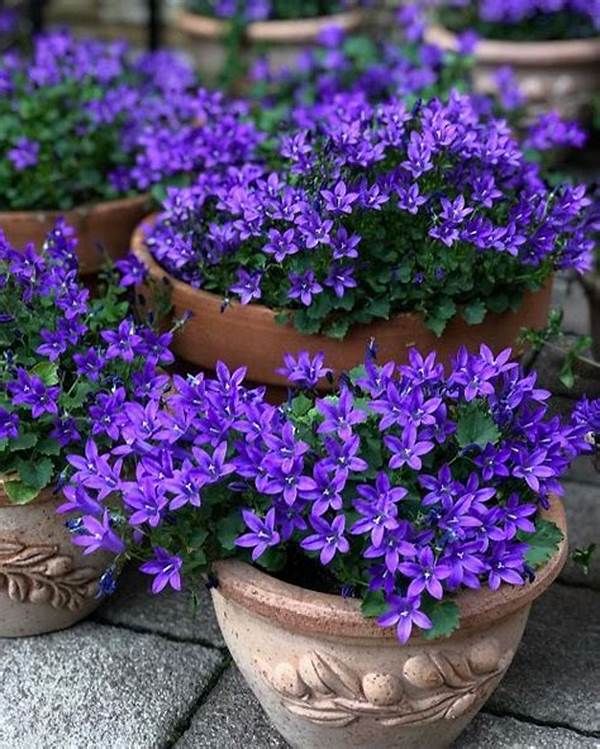 Seasonal Flowers For Continuous Blooming