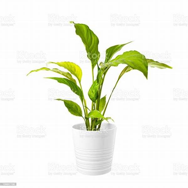 Signs Of Improper Bouquet Care