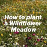 Step-by-step Wildflower Field Guide