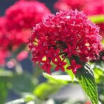 Strategies For Longer-lasting Blooms