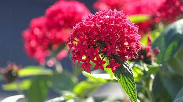 Strategies For Longer-lasting Blooms
