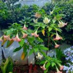 Strong-scented Blooming Flowers