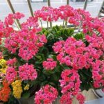 Sustainable Techniques For Flower Longevity