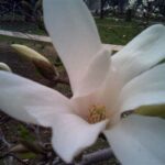 Sweet-smelling Garden Blossoms