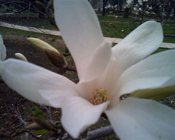 Sweet-smelling Garden Blossoms