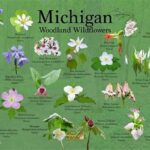 Techniques For Recognizing Native Flowers
