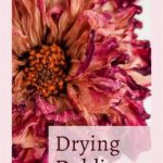 Tips For Successful Flower Drying