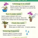 Tips For Watering Floral Displays Correctly