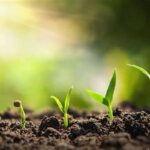 Understanding Plant Growth Stages