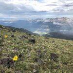 Wildflower Observation In Open Landscapes
