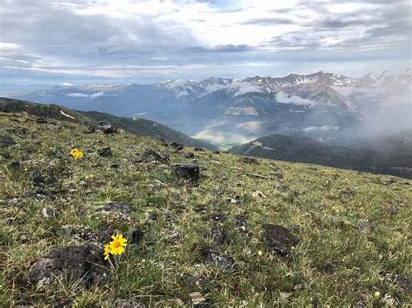Wildflower Observation In Open Landscapes