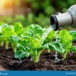 Advanced Blossom Irrigation Strategies