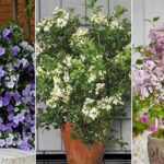 Backyard-friendly Scented Flower Selection