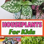 Best Houseplants For Children