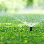 Best Practices For Blossom Irrigation