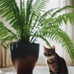 Cat-friendly Indoor Greenery