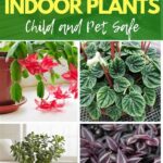 Child And Pet-friendly Houseplants