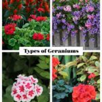 Choosing Scented Perennials For Backyard