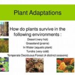 Climate Adaptation Of Native Flowers