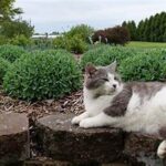 Designing Feline-friendly Home Gardens