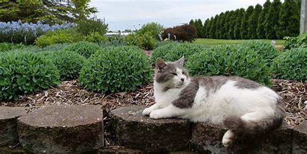 Designing Feline-friendly Home Gardens