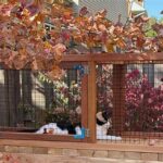 Designing Safe Outdoor Spaces For Cats