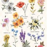 Differentiating Wildflower Types Outdoors