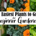 Easy-to-grow Plants For Novice Gardeners
