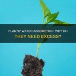 Effects Of Excess Water On Plants