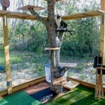 Enrichment Activities For Outdoor Feline Areas