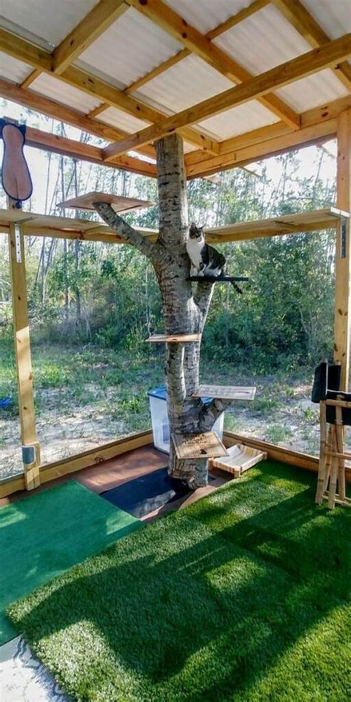 Enrichment Activities For Outdoor Feline Areas