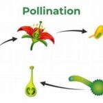Environmental Impacts Of Flower Fertilization
