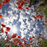 Flower Photography Composition Tips