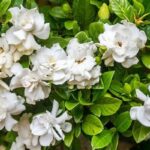 Fragrance-rich Flowering Plants