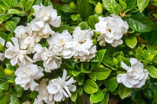 Fragrance-rich Flowering Plants