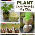 Fun Plant Experiments Kids