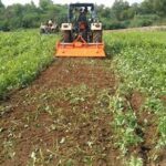 “green Manure Improvement Techniques”