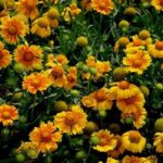 Hardy Flowers Blooming All Year